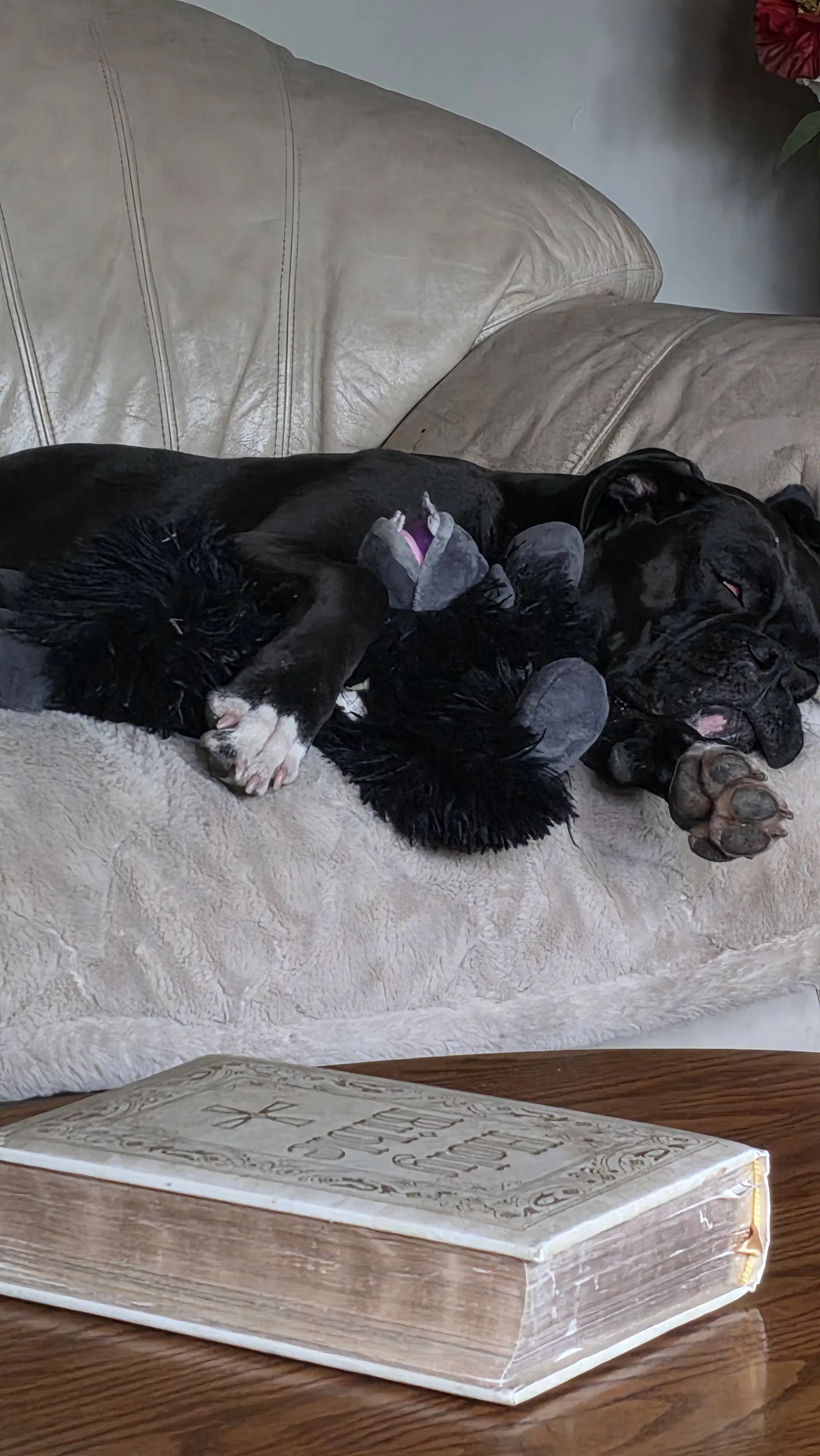Luna In A Foster-To-Adopt Home image 2