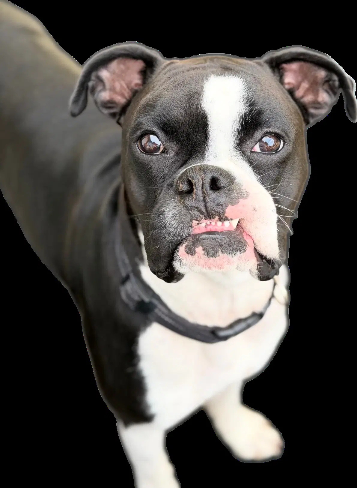 Cooper Needs Foster image 1