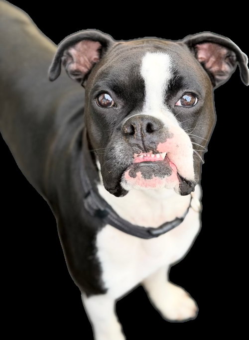 Cooper