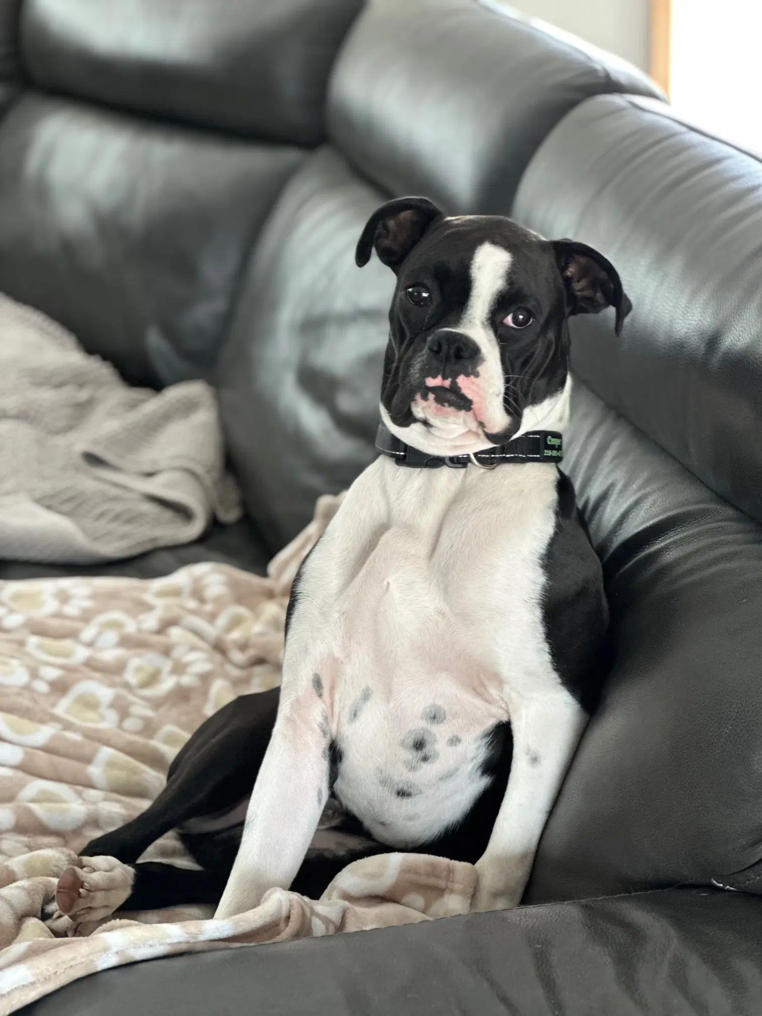 Cooper Needs Foster image 2