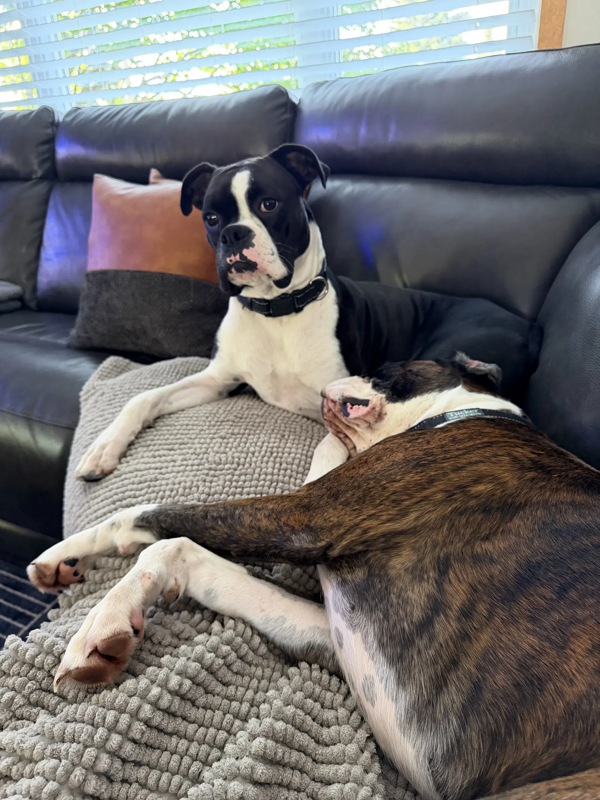 Cooper Needs Foster image 3