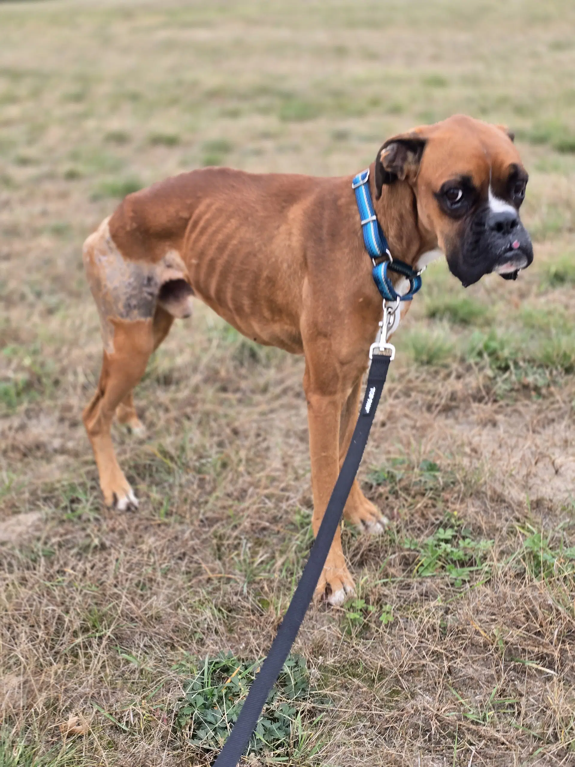 Simba Needs Foster - Boxer