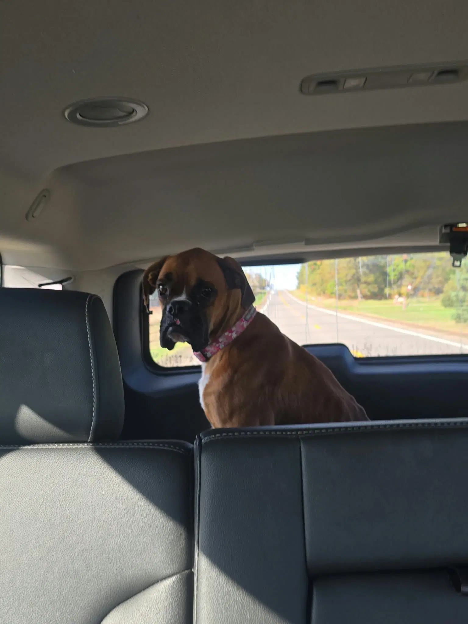 Simba Needs Foster image 2