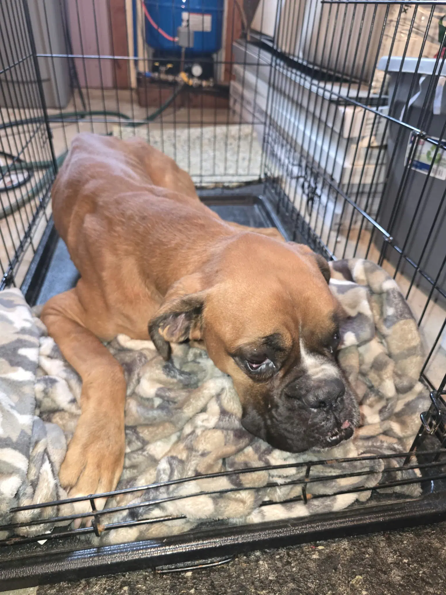 Simba Needs Foster image 3