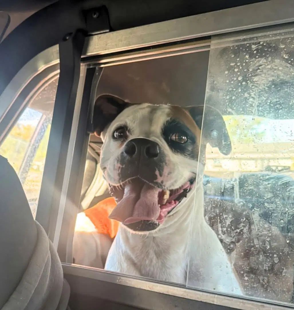 Sally - Boxer