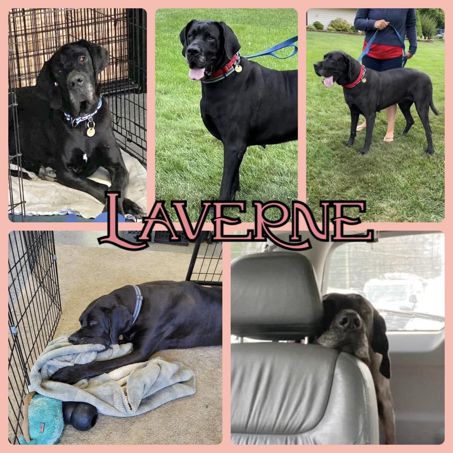 adoptable Dog in Traverse City, MI named Laverne