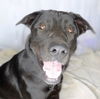 Sheba