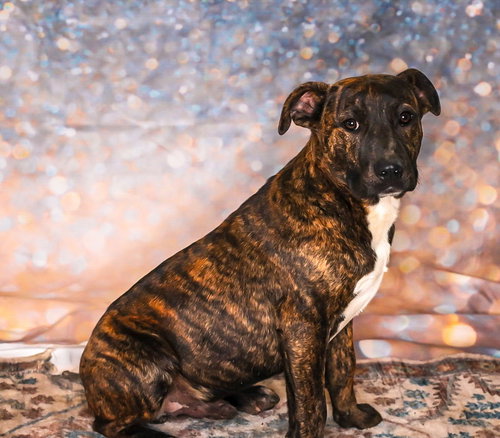 Rocky, an adoptable Bull Terrier in Chouteau, OK