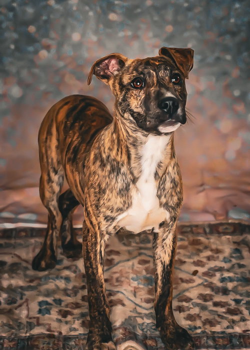 Ruckus, an adoptable Bull Terrier in Chouteau, OK