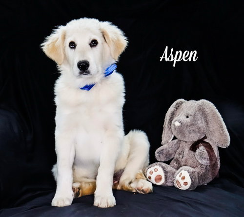 Aspen, an adoptable Great Pyrenees in Chouteau, OK