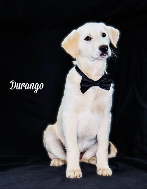 Durango, an adoptable Great Pyrenees in Chouteau, OK