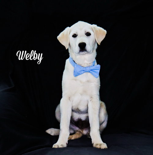 Welby, an adoptable Great Pyrenees in Chouteau, OK