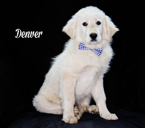 Denver, an adoptable Great Pyrenees in Chouteau, OK