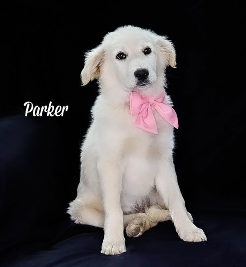 Parker, an adoptable Great Pyrenees in Chouteau, OK