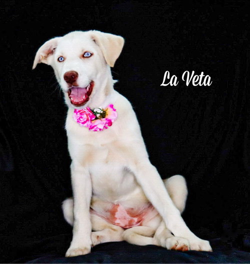 La Veta, an adoptable Great Pyrenees in Chouteau, OK