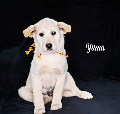 Yuma, an adoptable Great Pyrenees in Chouteau, OK