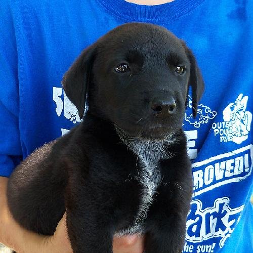 Lab Mix Pup Male