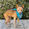 adoptable Dog in pacific grove, CA named Kona