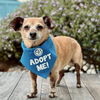 adoptable Dog in Pacific Grove, CA named Mrs. Jumbo