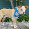 adoptable Dog in Pacific Grove, CA named Marvel