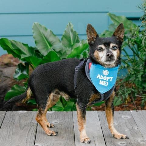 adoptable Dog in Pacific Grove, CA named Pepito