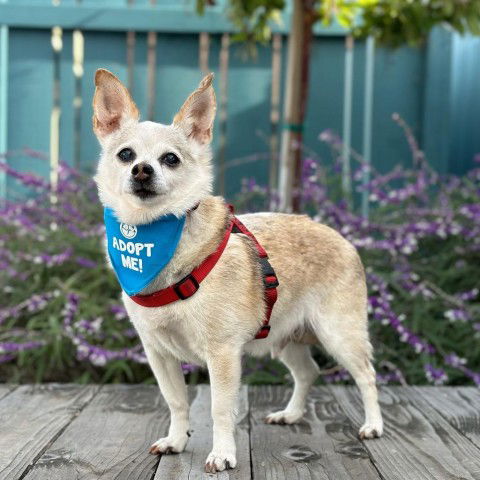 adoptable Dog in Pacific Grove, CA named Boeing