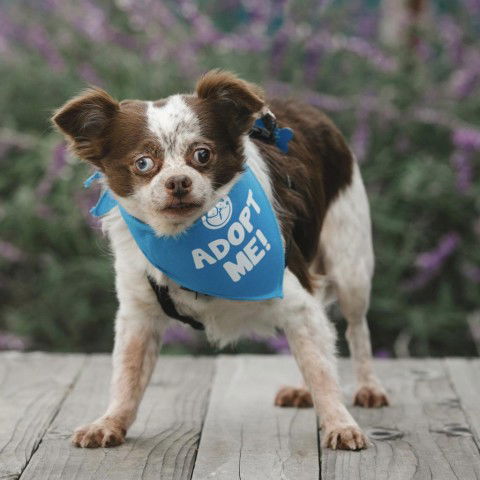 adoptable Dog in Pacific Grove, CA named Speckles