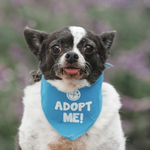 adoptable Dog in Pacific Grove, CA named Peanut