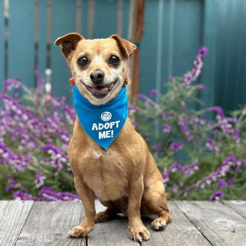 adoptable Dog in Pacific Grove, CA named Penelope aka Nellie