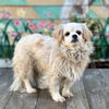 adoptable Dog in Pacific Grove, CA named Suzie