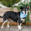 adoptable Dog in Pacific Grove, CA named Popeye