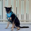 adoptable Dog in  named Santi