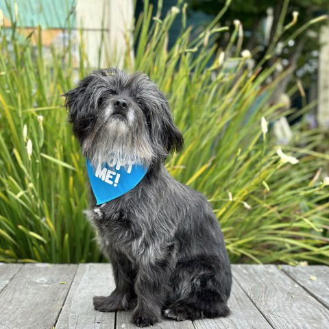 adoptable Dog in Pacific Grove, CA named Kylo Ren