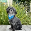 adoptable Dog in pacific grove, CA named Kylo Ren