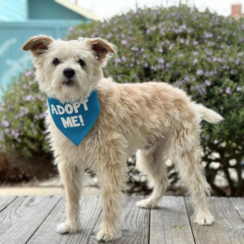 adoptable Dog in Pacific Grove, CA named Cocoanut