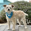 adoptable Dog in Pacific Grove, CA named Cocoanut