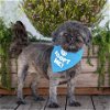 adoptable Dog in pacific grove, CA named Honeybun