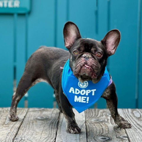 adoptable Dog in Pacific Grove, CA named Lovebug