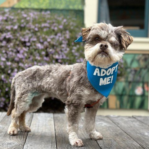 adoptable Dog in Pacific Grove, CA named Wanda