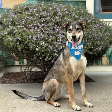 adoptable Dog in Pacific Grove, CA named Ripley