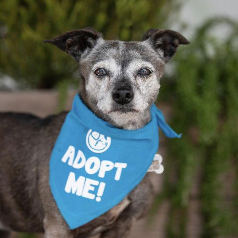 adoptable Dog in Pacific Grove, CA named Cherie