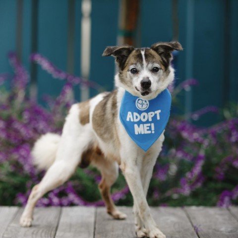 adoptable Dog in Pacific Grove, CA named Palomo