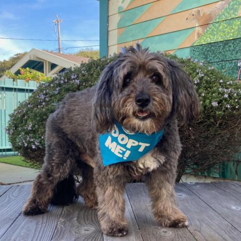 adoptable Dog in Pacific Grove, CA named Oleander aka Ollie