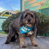 adoptable Dog in Pacific Grove, CA named Oleander aka Ollie