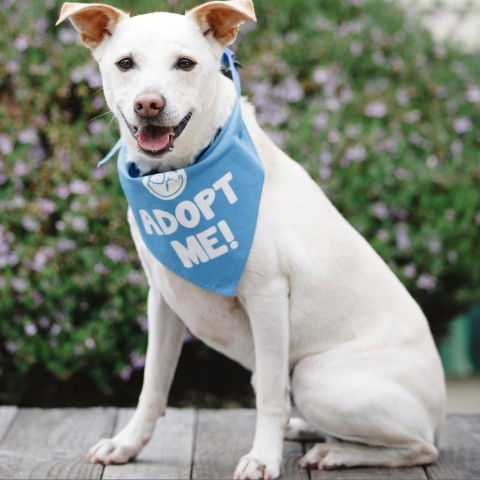 adoptable Dog in Pacific Grove, CA named Billy