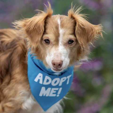 adoptable Dog in Pacific Grove, CA named Atticus