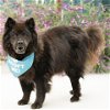 adoptable Dog in pacific grove, CA named Fluffy