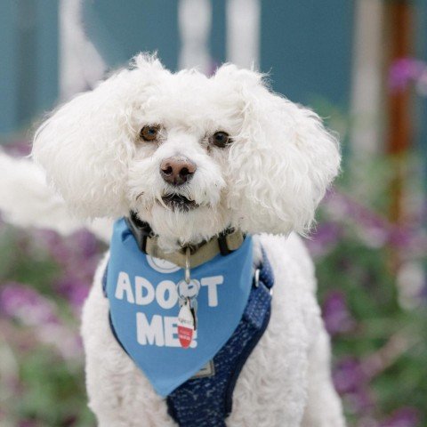 adoptable Dog in Pacific Grove, CA named Max Poodle
