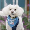 adoptable Dog in  named Max Poodle