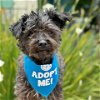 adoptable Dog in  named Rio